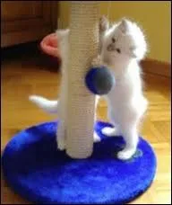 Les chats  font leurs griffres  sur :