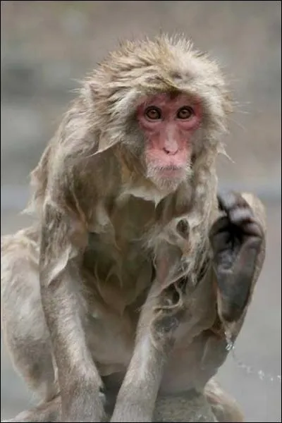 De ces trois grandes capitales, elle est la seule  ne pas tre une ville mais une prfecture, rflchissez bien et attention au pige !