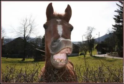 Quand le cheval est attentif comment sont ses oreilles ?