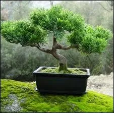 L'art du bonsa a t import de Chine par les religieux bouddhistes zen. Les plus vieux peuvent atteindre 600 ans. Que signifie le terme Bonsa ?