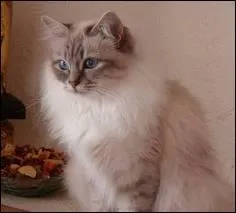 Quelle robe est-ce ?