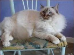 Quelle robe est-ce ?