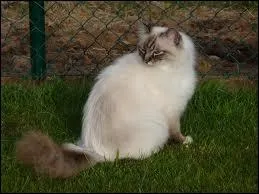 Quelle robe est-ce ?