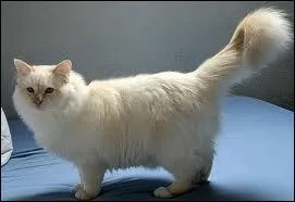 Quelle robe est-ce ?