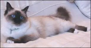 Quelle robe est-ce ?