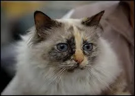 Quelle robe est-ce ?