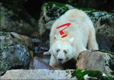 Et pour finir, la question la plus facile : nomm Kermode,  quelle espce d'ours appartient cet animal ?