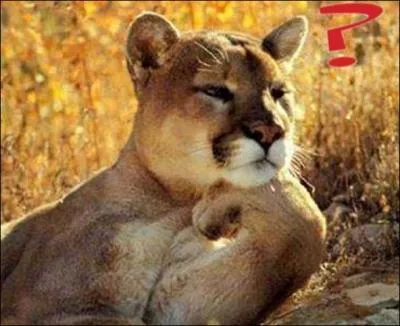 Qu'est-ce qu'un extrmophile ?