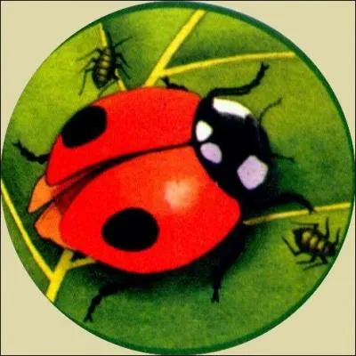 Quelle saison les fes prparent-elles quand elles peignent des points sur les coccinelles ?