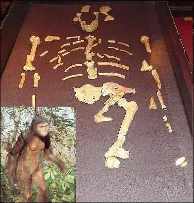 Ce fossile de l'espce Australopithecus afarensis datant de 3, 2 millions d'annes, fut dcouvert en Ethiopie le 30 novembre  Hadar . Quel est le surnom donn  ce fossile ?