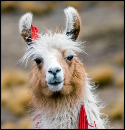 Rien qu' vous poser la question, a me rend malade, du coup je ne rve plus, je ne fume plus !