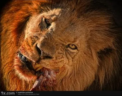 Malheureusement, la nouvelle est confirme, il vient de nous quitter ce soir, la jungle a eu raison de lui !