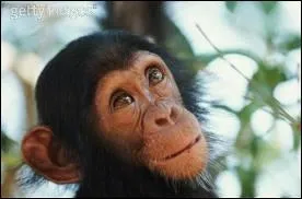 Comment dit-on singe en italien ?