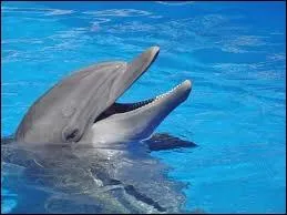 Comment dit-on dauphin en allemand ?