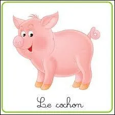 Comment dit-on  cochon en allemand ?