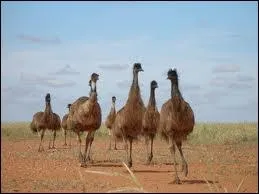 Autre exemple de la faune australienne, l'oiseau de 2 mtres de haut qu'est l'meu. Cet oiseau ne vole pas mais court aussi vite que... ?