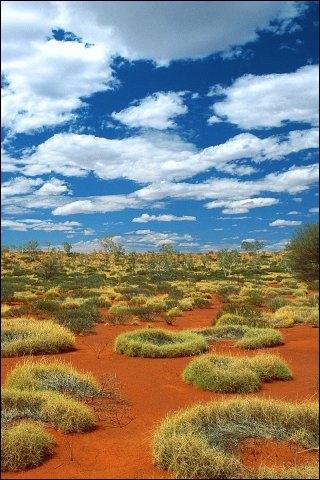 Le  bush , que vnrent aujourd'hui les australiens, est la steppe de l'arrire-pays. Eucalyptus nains, acacias, bosquets, cotoient des herbes, dont la spinifex, qui a pour particularit... ?