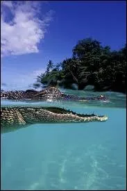 La mini srie TV La vengeance aux 2 visages a eu un immense succs. Tout dmarrait par un sinistre crocodile et des opales. Il y a 2 types de crocos l-bas, l'un inoffensif, pas l'autre...