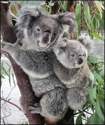 Autre animal symbolique de l'Australie, le koala, qui est aussi un marsupial, et non un ours, avec lequel les 1er colons l'ont confondu. Pourquoi mange-t-il avec prcaution ?