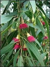 Tout comme la faune, la flore australienne est exceptionnelle. Ainsi, le pays tant la proie des pluies violentes comme des pires scheresses, et des incendies, quel atout prsente l'eucalyptus ?