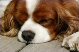 Quelle est cette race ?