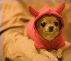 Quelle est cette race ?