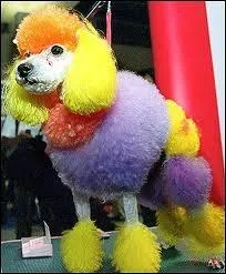 Quelle est cette race ?