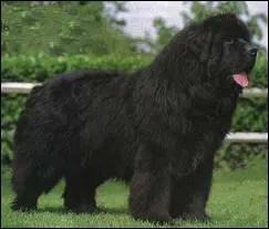 Quelle est cette race ?