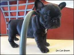 Quelle est cette race ?