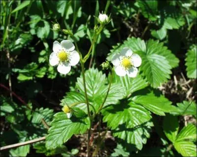 Mes feuilles ont des vertus mdicinales...