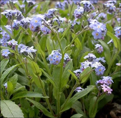 Ne m´oubliez pas. .