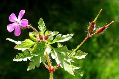 Je fais partie du genre Granium.