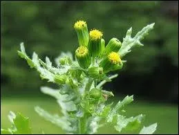 Ma dure de vie est trs courte...