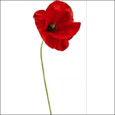 Je suis de la famille des pavots...