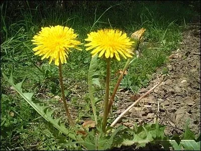 Je suis une plante mdicinale...