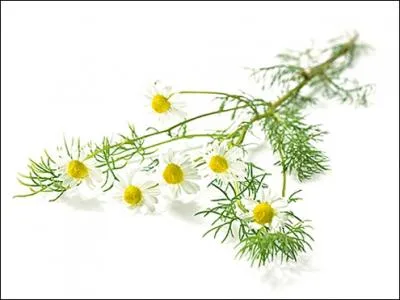 Je suis galement une plante mdicinale...