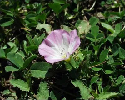 Mon genre, Convolvulus comprend 225 espces...
