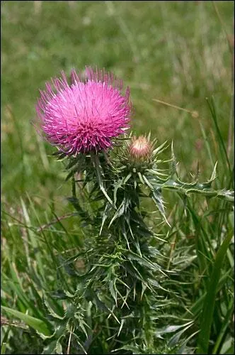 Ma hampe peut atteindre 120 cm de haut...