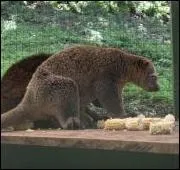 Trouvez la lettre cache dans cet animal, dont le nom est identique  l'un des plats prfrs des franais !