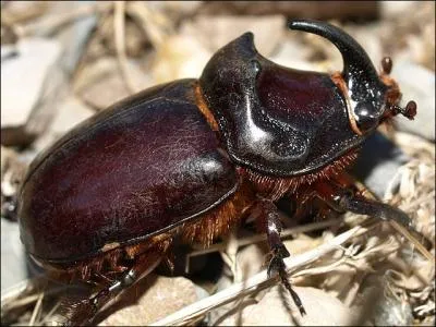 Je peux soulever jusqu` 850 fois mon poids...