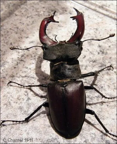 Ma femelle ne possde pas la mme paire de mandibules que moi...