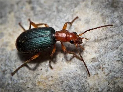 Je projette violemment un liquide corrosif en bullition sur mes prdateurs...