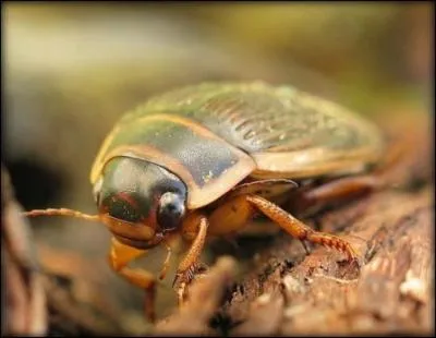 Je sais marcher, nager et voler...