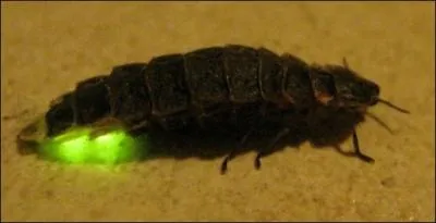 Seule ma femelle a des organes lumineux...