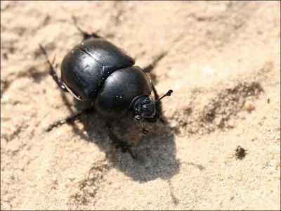 Je suis coprophage...