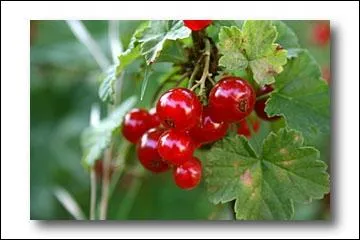 Comment dit-on  groseille  en portugais ?