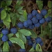 Quelle est la traduction anglaise de  prunelle  ?