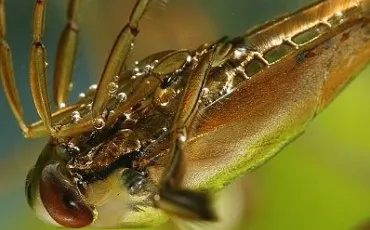Quiz Insectes