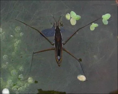 Je marche sur l´eau...