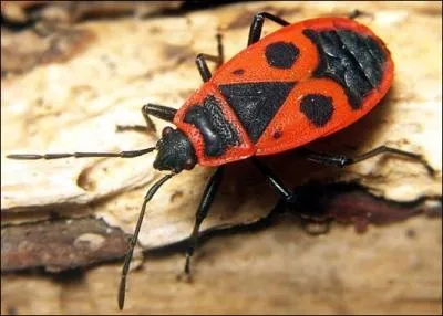 L´tendue de mes taches noires est influence par la temprature...